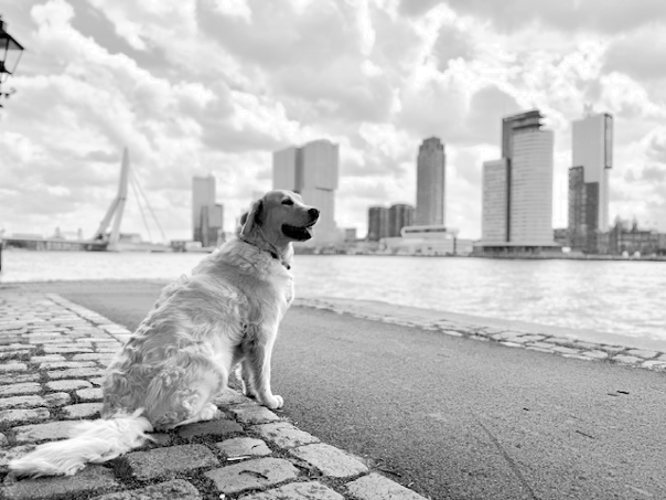 Foto van kantoorhond Mies